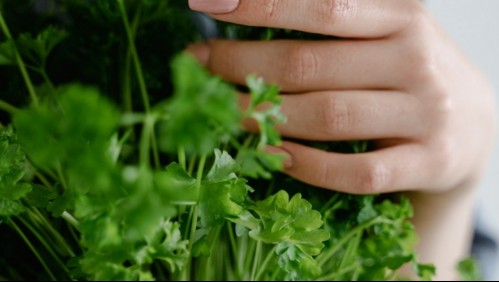 Tres técnicas para conservar el cilantro fresco por más tiempo en la nevera