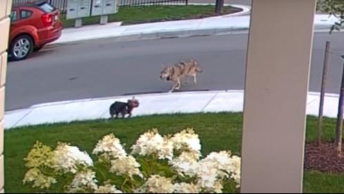 Perra yorkshire se enfrenta a un coyote para salvar a su dueña de 10 años
