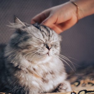 El confinamiento por la pandemia vuelve a los gatos más cariñosos y dependientes El confinamiento por la pandemia vuelve a los gatos más cariñosos y dependientes