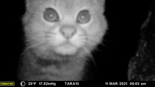 Conaf detecta al gato del desierto en la Reserva Nacional Los Flamencos