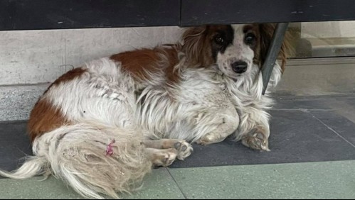 Buscan familia para el 'Hachiko chileno': El perrito que esperó dos semanas por su amo fallecido