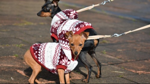 ¿Por frío o moda?: Cuándo se le puede poner ropa a los perros