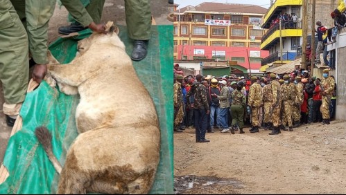 Un león desata el pánico al alejarse del parque nacional hasta ser capturado en Kenia