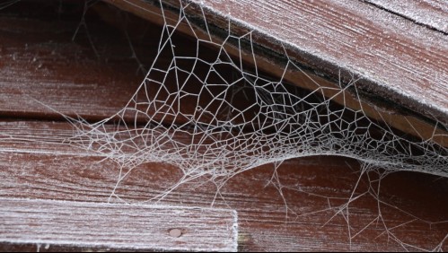 ¿Te dan pánico? Estas son las formas en que puedes mantener tu casa libre de arañas