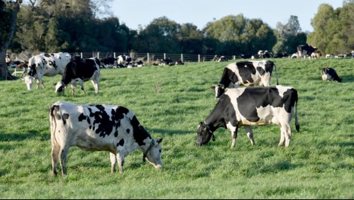 Fiebre Q: solicitan investigar a empresa lechera por dos casos sospechosos