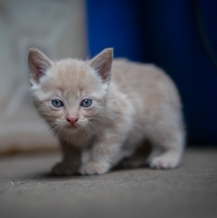 Estas son las 10 cosas que más miedo le dan a tu gato Estas son las 10 cosas que más miedo le dan a tu gato