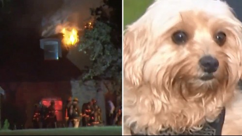 'Es mi heroína, amo a mi perra': hombre escapa de incendio gracias a los ladridos de su mascota