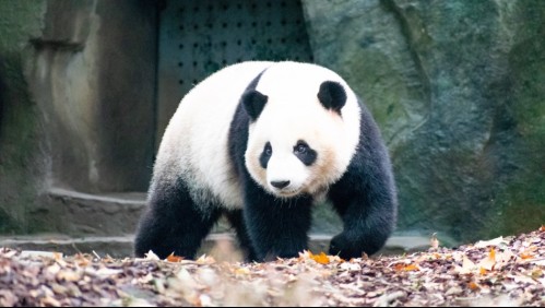 'Son preciosos': Nacen dos pandas gemelos en un zoológico de Francia