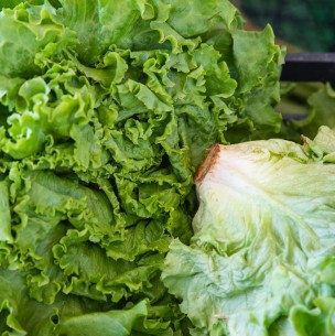 Para que no se eche a perder: Esta es la mejor forma de congelar lechuga Para que no se eche a perder: Esta es la mejor forma de congelar lechuga