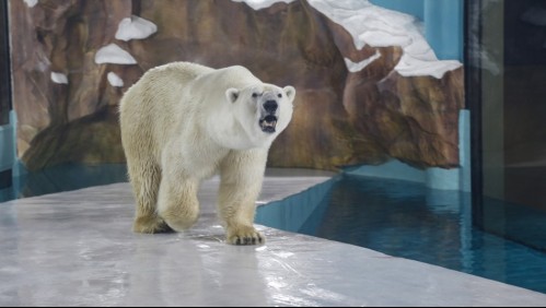 Autorizan a abatir a oso polar catalogado de 'problemático' en Groenlandia