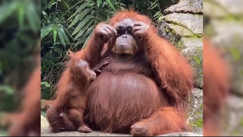 [VIDEO] La impresionante reacción de un orangután: se 'probó' unos lentes de sol en un zoológico
