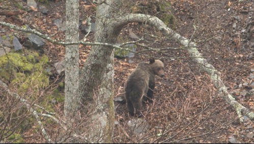 [VIDEO] No lo dudó: Un gato se enfrenta a un oso pardo para defender a sus amos