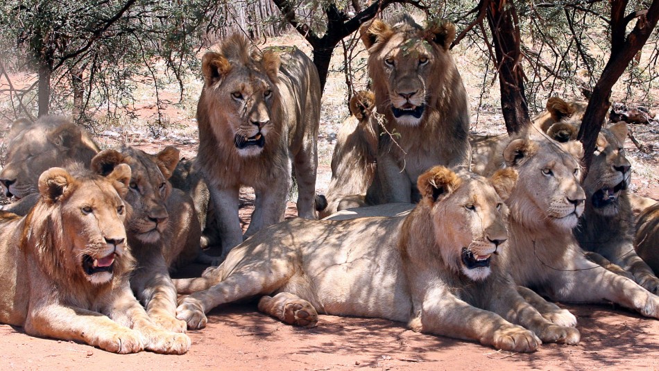 Tres niños mueren tras ser atacados por leones cerca de una reserva natural en  Tanzania - Meganoticias