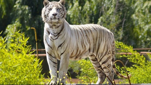 Explican circunstancias del mortal ataque de un tigre a trabajadora del Parque Safari