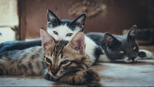 Sentencian a nueve días de prisión y trabajo comunitario a un hombre que envenenó tres gatos