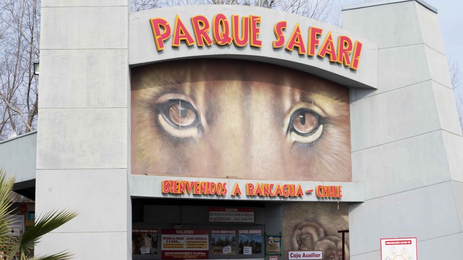 Caso Parque Safari: Animalistas realizan manifestación tras funeral de trabajadora Caso Parque Safari: Animalistas realizan manifestación tras funeral de trabajadora