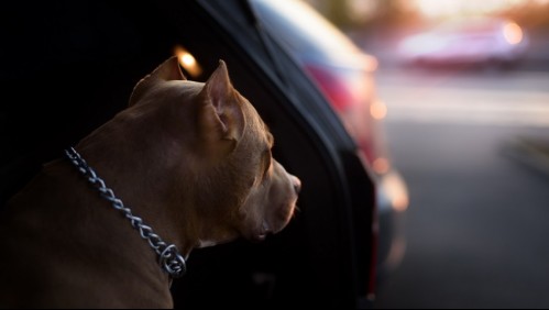'Quiero que muera': perro fallece tras ser dejado por su dueña dentro de un auto caliente como castigo