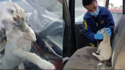 Rescatan a cachorro encerrado en un vehículo: Presentaba signos de deshidratación y estrés