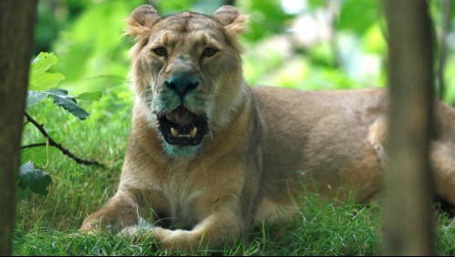 Cargamento de garras y dientes de león fue incautado en Sudáfrica: Vietnamita fue arrestado