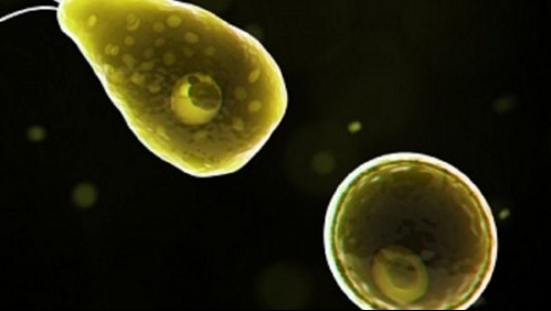 Un niño murió infectado con una ameba 'comecerebros' en California