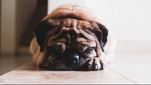 Torsión estomacal: Estos son los síntomas que debes conocer para salvar a tu perro