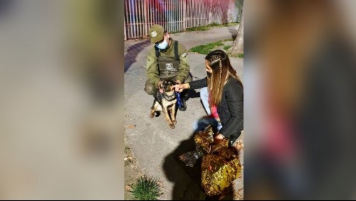 Carabineros salva a perrito que cayó al canal San Carlos: Luego del rescate fue adoptado por una vecina