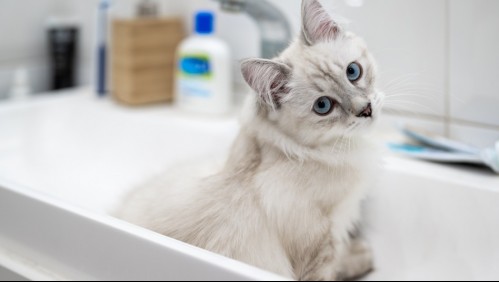 Por qué duermen en el lavamanos: Te explicamos los 7 comportamientos más extraños de tu gato