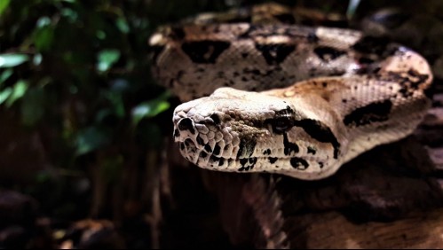 Una serpiente de tres metros sorprende a mujer que buscaba un condimento en un supermercado
