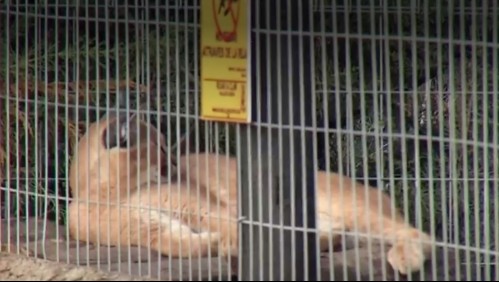 Vecinos denuncian zoológico en condominio de María Pinto: 'Se nos ha acabado la tranquilidad'