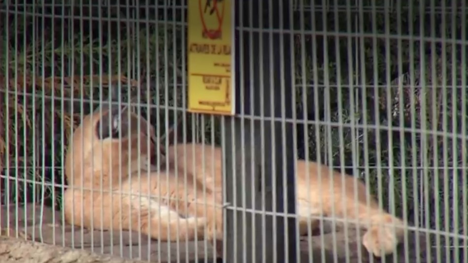 Vecinos denuncian zoológico en condominio de María Pinto: 