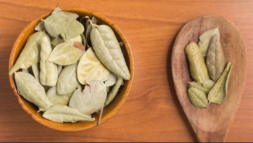 Para la digestión y antiinflamatorio: Conoce todos los beneficios del boldo
