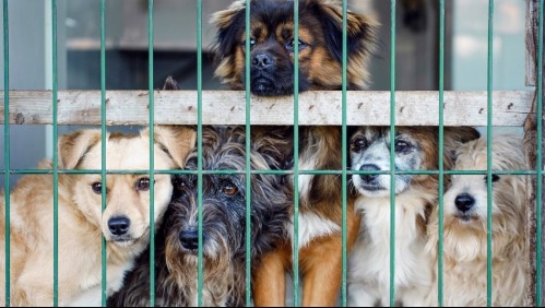 Matan a perros por temor a la propagación del Covid-19 en Australia