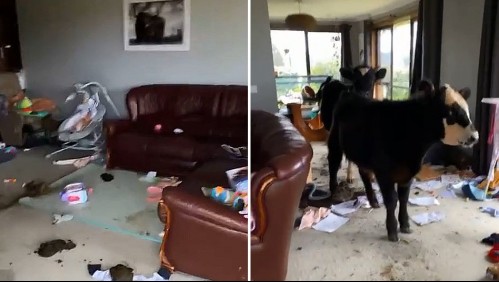 Dos vacas 'mascotas' entran a su casa y destruyen la sala: propietaria viraliza las imágenes en TikTok