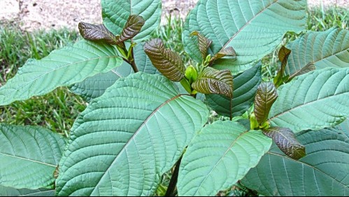 Tailandia autoriza el consumo de adictiva droga: Podrán consumir, vender y cultivar kratom