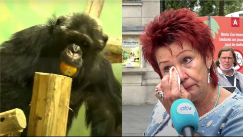 'Amo a ese animal y él me ama a mí': zoológico impide entrada a mujer que forjó 'relación' con chimpancé