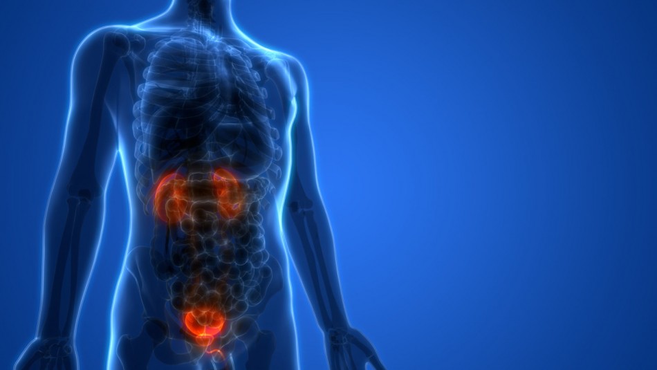 Cáncer de vejiga: Así se puedes prevenir y reconocer la enfermedad Cáncer de vejiga: Así se puedes prevenir y reconocer la enfermedad