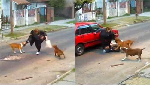 Video muestra feroz ataque de perros a una mujer cuando regresaba a su domicilio