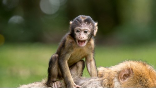 Un pequeño mono que recoge una mascarilla y se la coloca 'correctamente' se hace viral