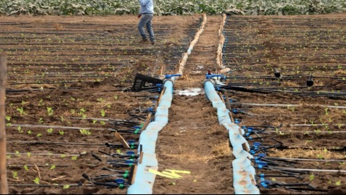 Gobierno decreta emergencia agrícola en cuatro regiones por grave sequía