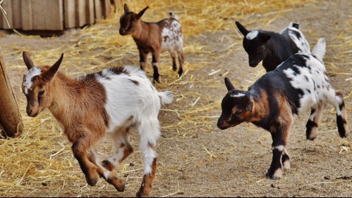 Este es el queso que puedes comer por placer y salud
