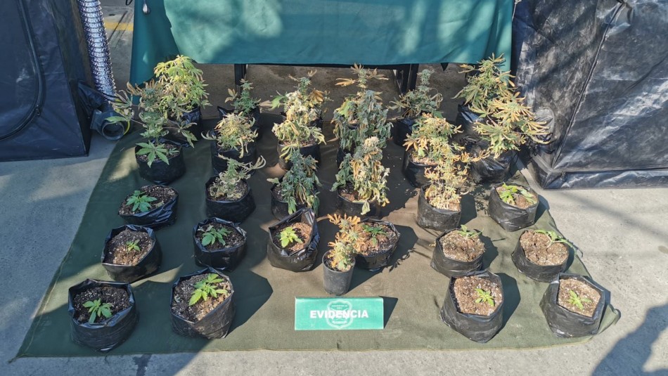 Detienen a banda de traficantes que utilizaban pago electrónico para vender marihuana Detienen a banda de traficantes que utilizaban pago electrónico para vender marihuana