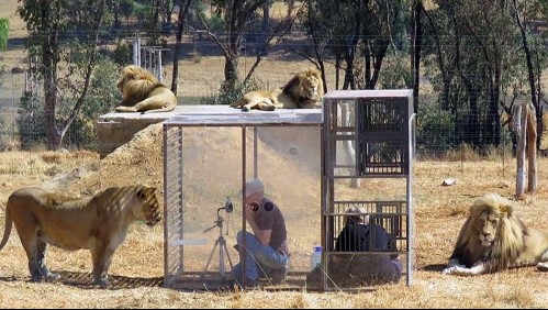 Zoológico 'inverso' encierra a los visitantes en jaulas para que los leones se acerquen a ellos