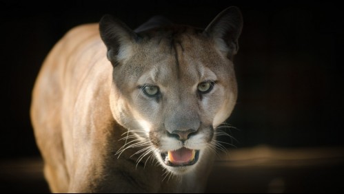 Una madre golpeó 'con sus propias manos' a un puma que atacó a su hijo de cinco años