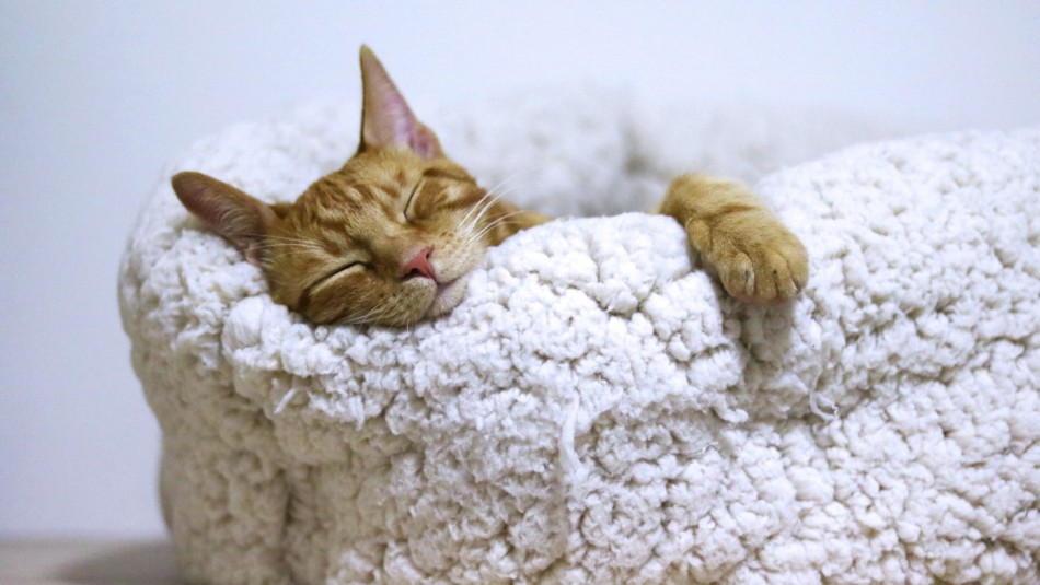 Conoce las 5 razas de gatos que puedes elegir si sufres de alergia Conoce las 5 razas de gatos que puedes elegir si sufres de alergia