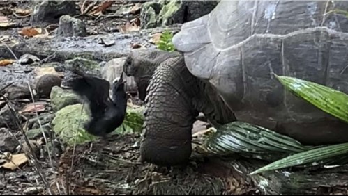¡Impresionante! Graban a una tortuga cazando y comiendo un ave
