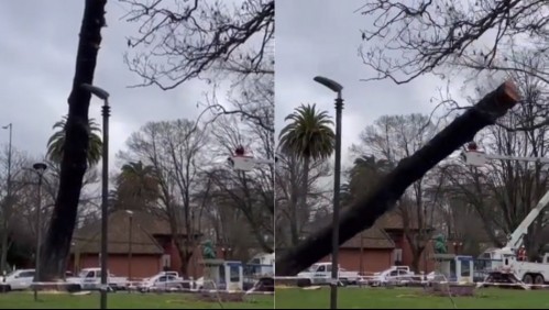 [VIDEO] Talan árbol que al caer destroza monumento a Simón Bolívar en Concepción