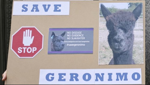 Sacrifican a la alpaca cuyo destino conmocionó a los británicos luego de dar positivo a la tuberculosis bovina