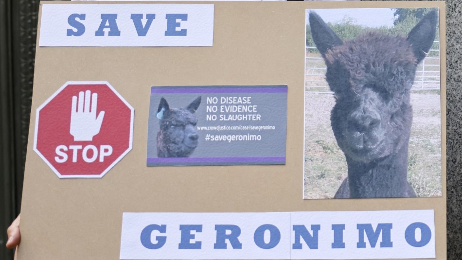 alpaca-geronimo Sacrifican a la alpaca cuyo destino conmocionó a los británicos luego de dar positivo a la tuberculosis bovina