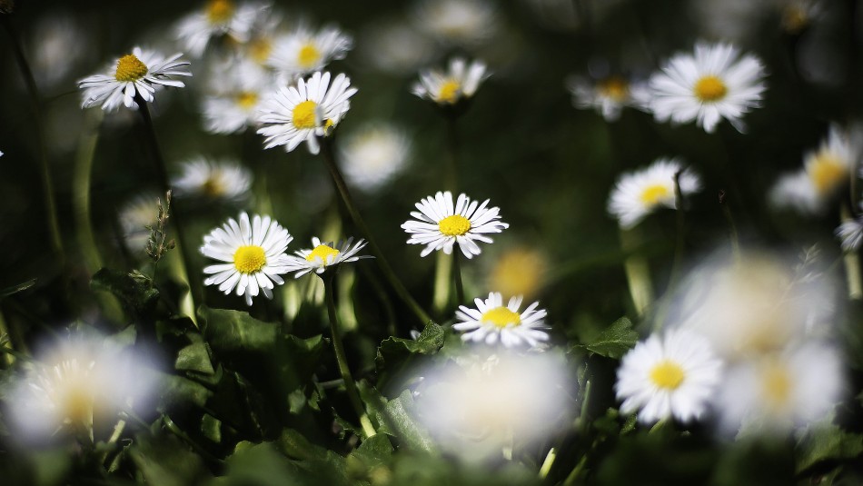 Cuando Comienza La Primavera En Chile Meganoticias