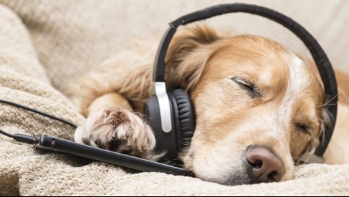 Este es el tipo de música que más le gusta a tu perro
